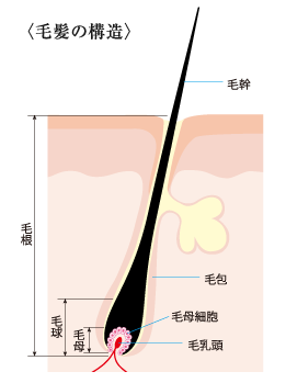 毛髪の構造