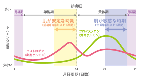 月経周期(日数)