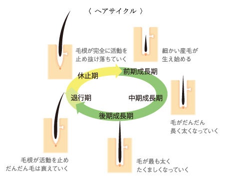 ヘアサイクル