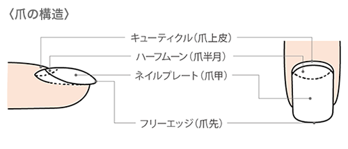 爪の構造