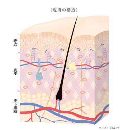 皮膚の構造　皮膚の断面