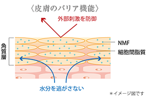 皮膚のバリア機能