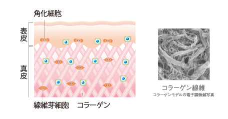 真皮の構造