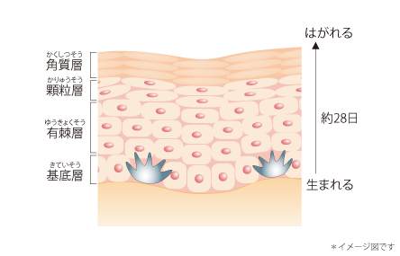 表皮の構造と新陳代謝