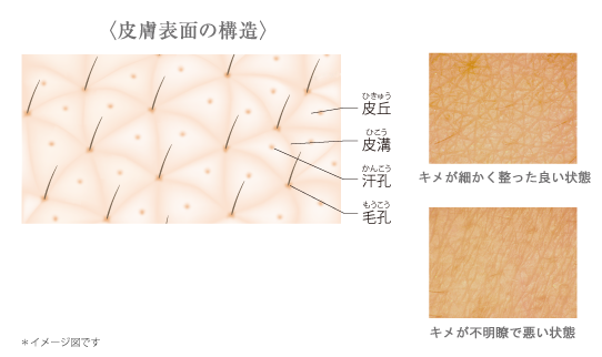 肌の表面