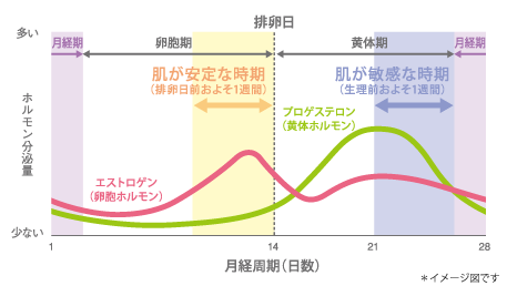 月経周期（日数）