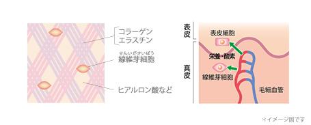 真皮の構造