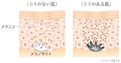 シミのない肌／シミのある肌