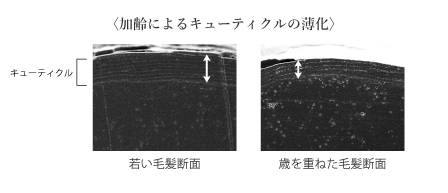 加齢によるキューティクルの薄化