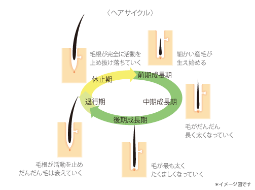 ヘアサイクル