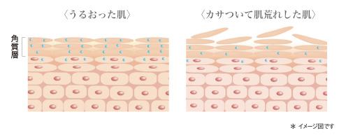 うるおった肌／カサ ついて肌荒れした肌