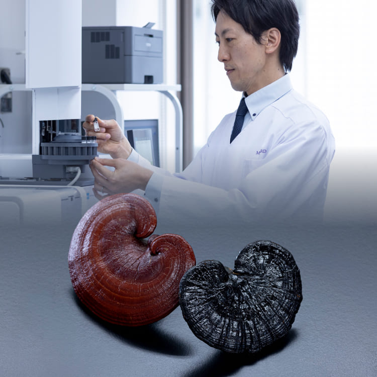新品　エンベリエ　ナイトクリームを２５，５５５円に　赤霊芝黒霊芝 楽天市場 | 霊芝・冬虫夏草の店 - 美容と健康のための霊芝