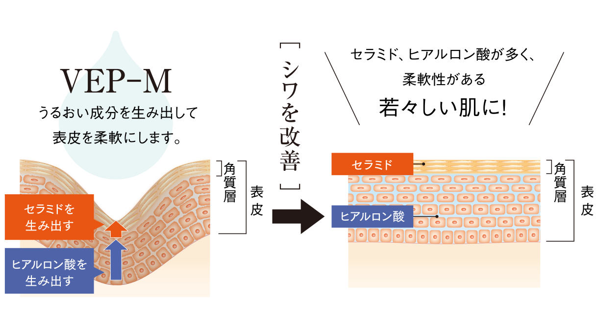 シワ改善のメカニズム