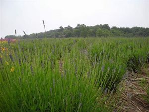 ラベンダー 066.JPG