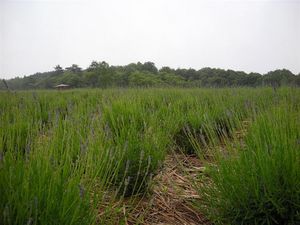 ラベンダー 067.JPG
