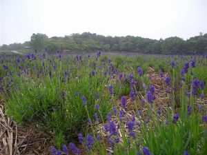 ラベンダー 071.JPG
