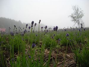 ラベンダー 075.jpg