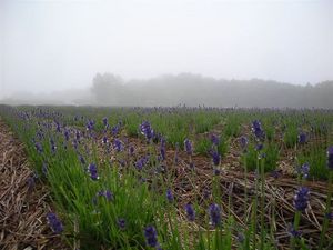 ラベンダー 076.jpg