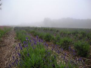 ラベンダー 078.jpg