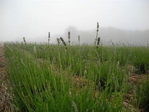 ラベンダー 079.jpg