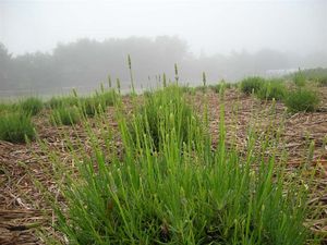 ラベンダー 081.jpg