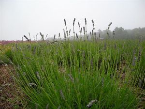 ラベンダー 082.jpg