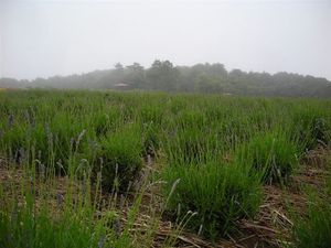 ラベンダー 083.jpg