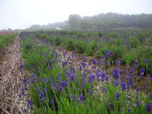 ラベンダー 085.jpg