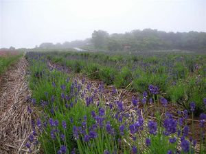 ラベンダー 086.jpg