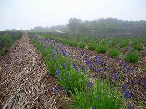 ラベンダー 088.jpg