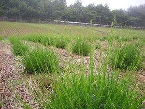 ラベンダー 090.jpg