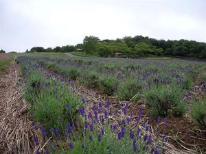 ラベンダー 093.jpg