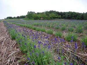 ラベンダー 094.jpg