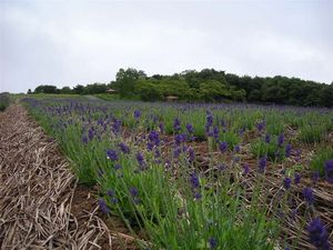 ラベンダー 095.jpg