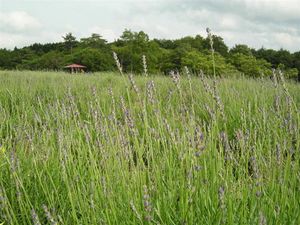 ラベンダー 121.jpg