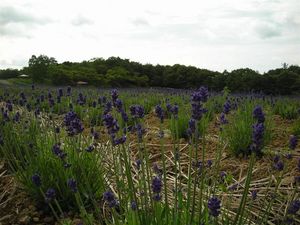 ラベンダー 148.jpg