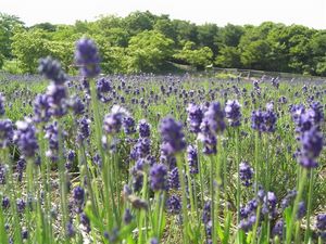 ラベンダー 177 (1).jpg