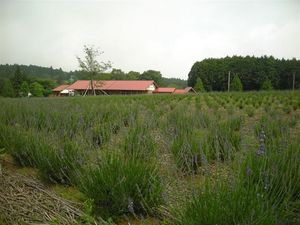 ラベンダー 193.jpg