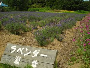 ラベンダー 200.jpg