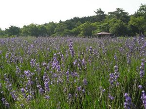 ラベンダー 251.jpg