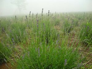 ラベンダーオカムラサキ 6.20116.jpg