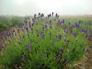ラベンダー濃紫6.20 120.jpg