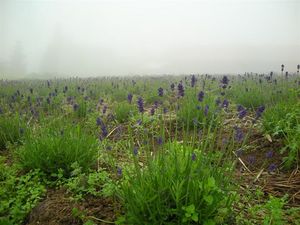 ラベンダーﾋﾄﾞｺｰﾄ6.20 117.jpg