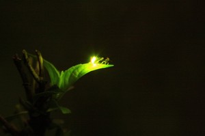 2011.6.21N蛍 010b.jpg
