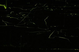 2011.6.21N蛍 035b.jpg