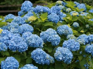 IMG_2977.JPG