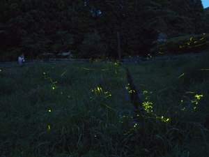 P6211600b.JPG