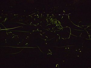 P6211618b.JPG