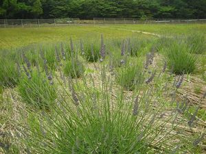 ラベンダー 259.jpg