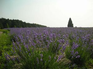 ラベンダー 285.jpg
